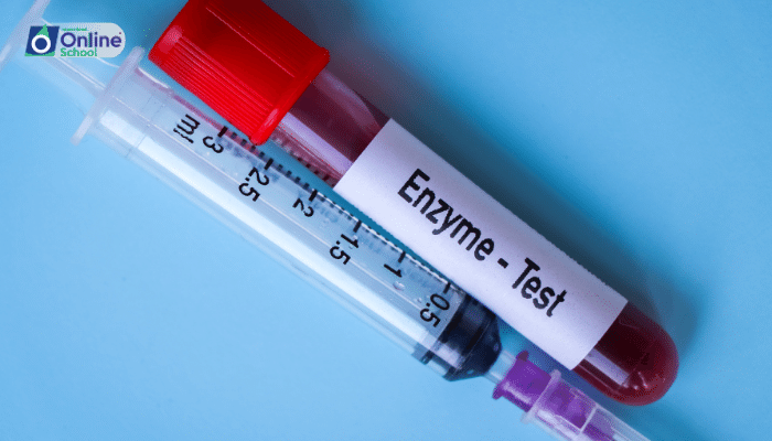 Lesson 02: Enzymes: Accelerators of Biochemical Reactions